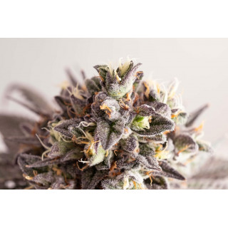 Gelato-K - Féminisée - Kannabia Seed Company - Graines de Collection