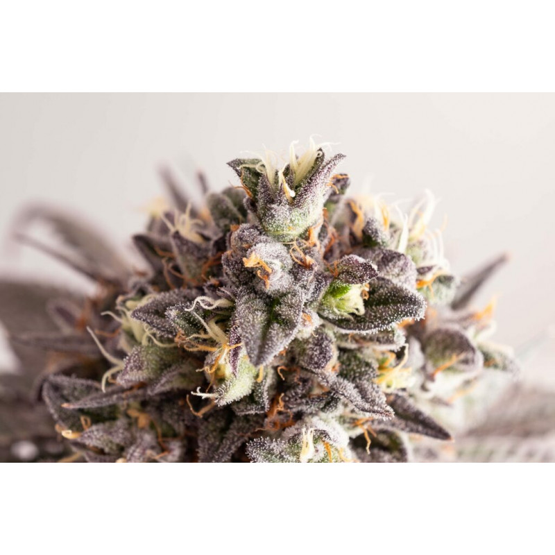 Gelato-K - Féminisée - Kannabia Seed Company - Graines de Collection