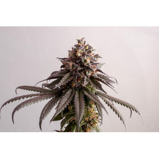 Gelato-K - Féminisée - Kannabia Seed Company - Graines de Collection