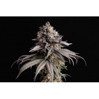 Gelato-K - Féminisée - Kannabia Seed Company - Graines de Collection