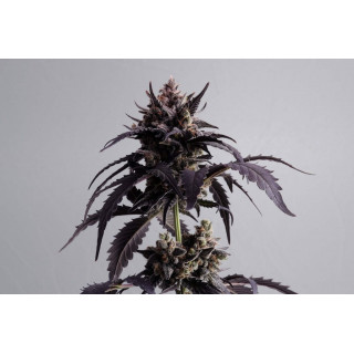 Ginger Punch Auto - Autofloraison -  Kannabia Seed Company - Graines de Collection