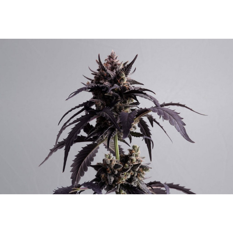 Ginger Punch Auto - Autofloraison -  Kannabia Seed Company - Graines de Collection
