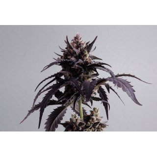 Ginger Punch Auto - Autofloraison -  Kannabia Seed Company - Graines de Collection