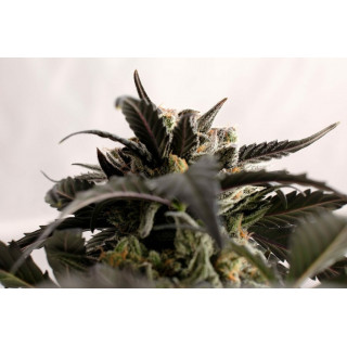 Ginger Punch Auto - Autofloraison -  Kannabia Seed Company - Graines de Collection