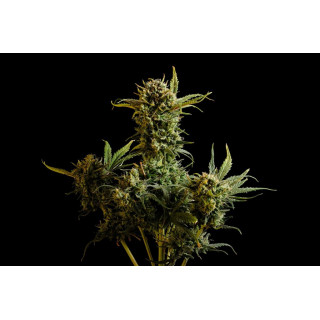 Gnomo Auto - Autofloraison -  Kannabia Seed Company - Graines de Collection
