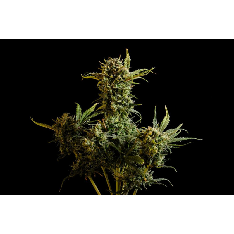 Gnomo Auto - Autofloraison -  Kannabia Seed Company - Graines de Collection
