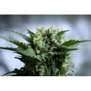 Gnomo Auto - Autofloraison -  Kannabia Seed Company - Graines de Collection