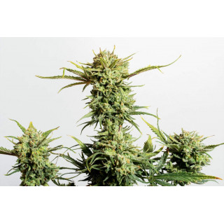 Gnomo Auto - Autofloraison -  Kannabia Seed Company - Graines de Collection