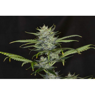 Gorilla King - Autofloraison - Kannabia Seed Company | ROOTS-SEEDS.FR