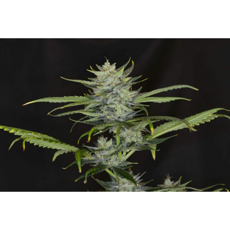 Gorilla King - Autofloraison - Kannabia Seed Company | ROOTS-SEEDS.FR
