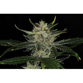 Gorilla King Auto - Autofloraison - Kannabia Seed Company - Graines de Collection