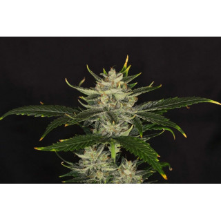 Gorilla King - Autofloraison - Kannabia Seed Company | ROOTS-SEEDS.FR
