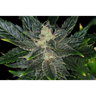 Gorilla King - Autofloraison - Kannabia Seed Company | ROOTS-SEEDS.FR