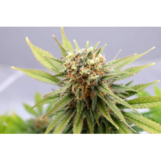 GSC - Féminisée - Kannabia Seed Company | ROOTS-SEEDS.FR
