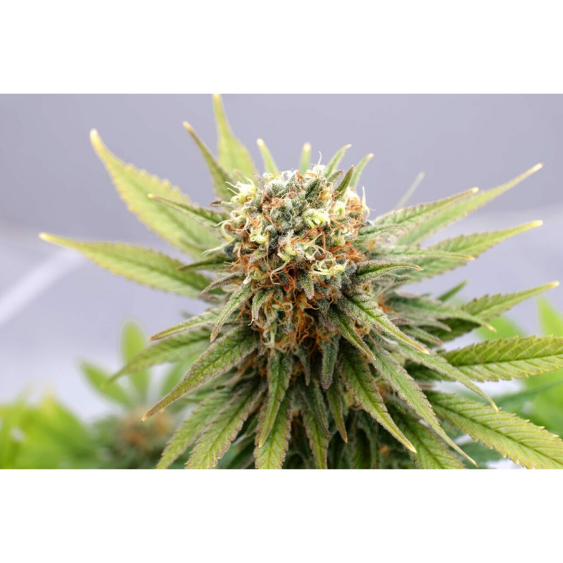 GSC - Féminisée - Kannabia Seed Company | ROOTS-SEEDS.FR
