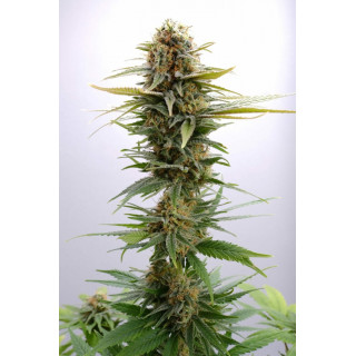 GSC - Féminisée - Kannabia Seed Company | ROOTS-SEEDS.FR