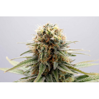 GSC - Féminisée - Kannabia Seed Company | ROOTS-SEEDS.FR