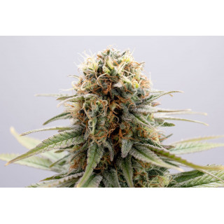 GSC - Féminisée - Kannabia Seed Company | ROOTS-SEEDS.FR