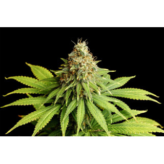 Hellfire OG - Féminisée - Kannabia Seed Company | ROOTS-SEEDS.FR