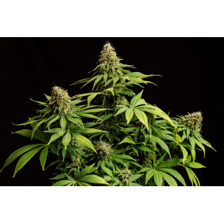 Hellfire OG - Féminisée - Kannabia Seed Company | ROOTS-SEEDS.FR