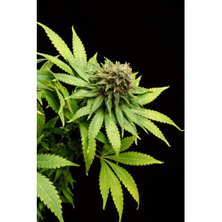 Hellfire OG - Féminisée - Kannabia Seed Company | ROOTS-SEEDS.FR
