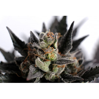 Lemon Haze Auto - Autofloraison -  Kannabia Seed Company - Graines de Collection