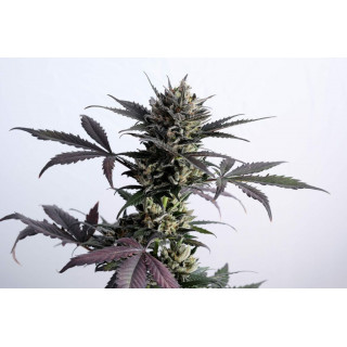 Lemon Haze - Autofloraison - Kannabia Seed Company | ROOTS-SEEDS.FR