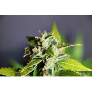 Mikromachine Auto - Autofloraison - Kannabia Seed Company - Graines de Collection