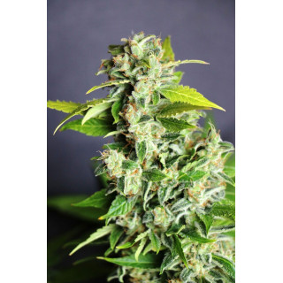 Mikromachine Auto - Autofloraison - Kannabia Seed Company - Graines de Collection