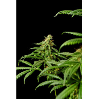 Mimosa Dream - Féminisée - Kannabia Seed Company | ROOTS-SEEDS.FR