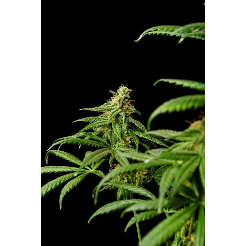 Mimosa Dream - Féminisée - Kannabia Seed Company - Graines de Collection