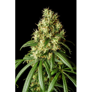 Mimosa Dream - Féminisée - Kannabia Seed Company | ROOTS-SEEDS.FR