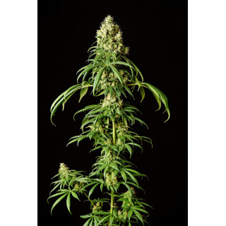 Mimosa Dream - Féminisée - Kannabia Seed Company | ROOTS-SEEDS.FR