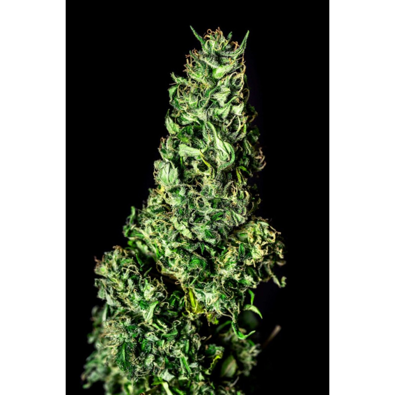Moby Dick - Féminisée - Kannabia Seed Company | ROOTS-SEEDS.FR