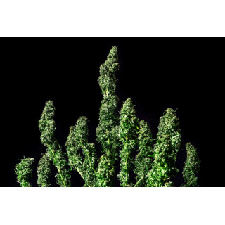 Moby Dick - Féminisée - Kannabia Seed Company | ROOTS-SEEDS.FR