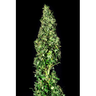 Moby Dick - Féminisée - Kannabia Seed Company | ROOTS-SEEDS.FR