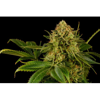 Monkey Grease - Féminisée - Kannabia Seed Company | ROOTS-SEEDS.FR