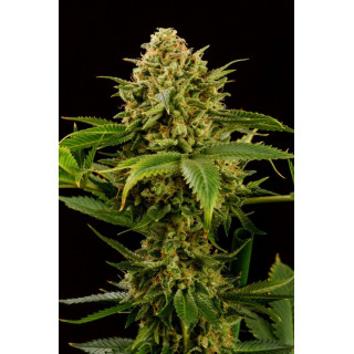 Monkey Grease - Féminisée - Kannabia Seed Company | ROOTS-SEEDS.FR