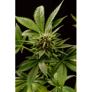 Monkey Grease - Féminisée - Kannabia Seed Company | ROOTS-SEEDS.FR