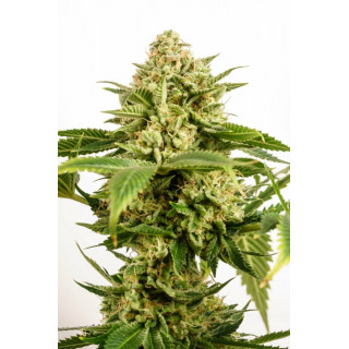 Monkey Grease - Féminisée - Kannabia Seed Company | ROOTS-SEEDS.FR