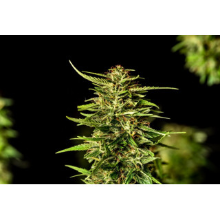 Pineapple Dream - Féminisée - Kannabia Seed Company | ROOTS-SEEDS.FR