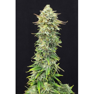 Pineapple Dream - Féminisée - Kannabia Seed Company | ROOTS-SEEDS.FR