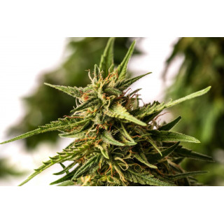 Pineapple Dream - Féminisée - Kannabia Seed Company | ROOTS-SEEDS.FR