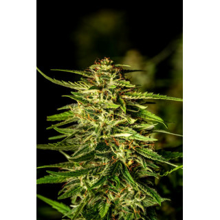 Pineapple Dream - Féminisée - Kannabia Seed Company | ROOTS-SEEDS.FR