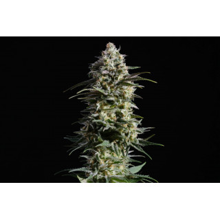 Pure Skunk Go Fast - Féminisée - Kannabia Seed Company - Graines de Collection