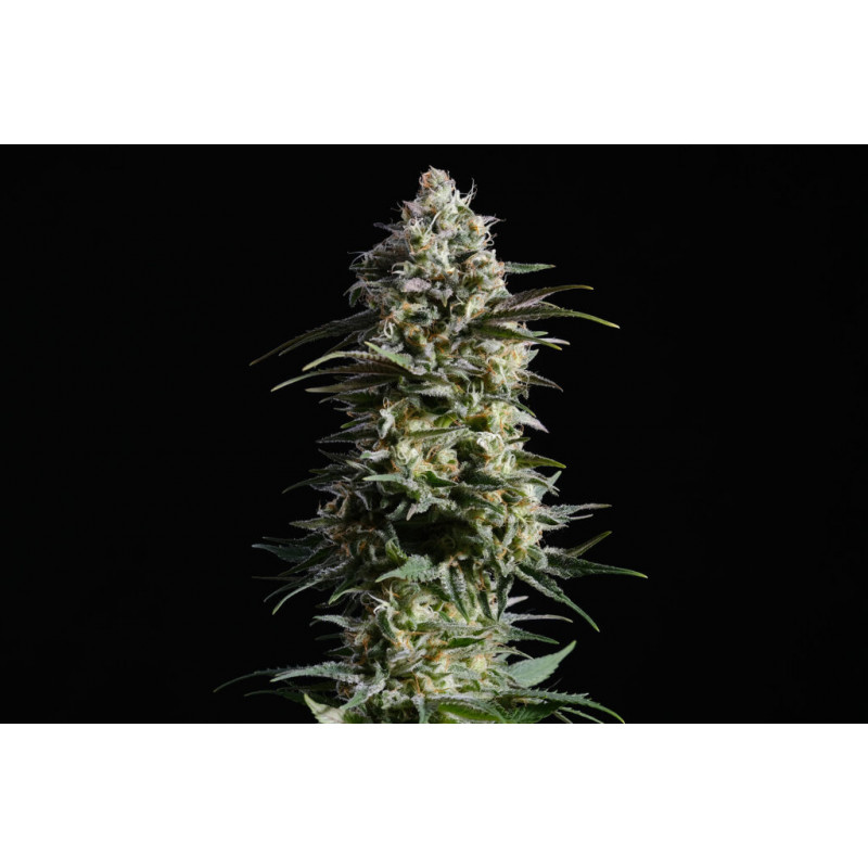 Pure Skunk Go Fast - Féminisée - Kannabia Seed Company - Graines de Collection