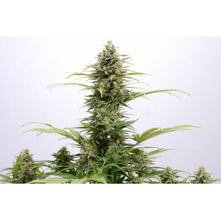 Pure Skunk Go Fast - Féminisée - Kannabia Seed Company - Graines de Collection