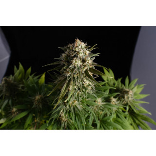Pure Skunk Go Fast - Féminisée - Kannabia Seed Company - Graines de Collection