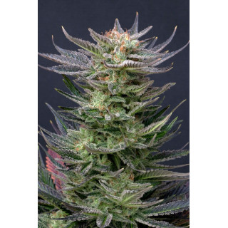 Purple Dream Auto - Autofloraison -  Kannabia Seed Company - Graines de Collection