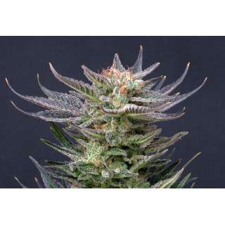 Purple Dream - Autofloraison -  Kannabia Seed Company | ROOTS-SEEDS.FR